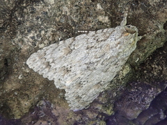 Acronicta hercules