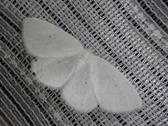 Ditrigona virgo
