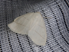 Parabapta clarissa