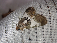 Termioptycha margarita