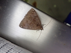 Stenbergmania albomaculalis