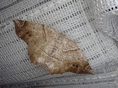 Endropiodes indictinaria