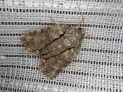 Blenina senex