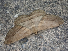 Apocleora rimosa