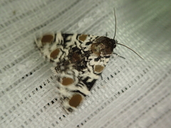 Harrisimemna marmorata