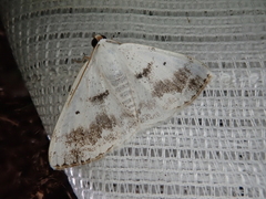 Lomographa temerata