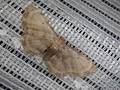 Pseudocollix hyperythra catalalia