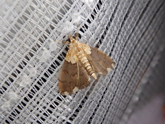 Agrotera posticalis