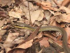 Dendrelaphis calligaster