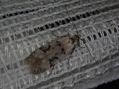 Altenia inscriptella