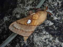 Somadasys brevivenis