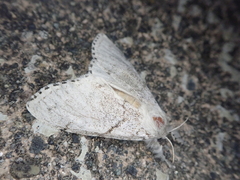 Calliteara pseudabietis