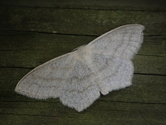 Scopula ignobilis