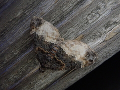 Xanthorhoe muscicapata