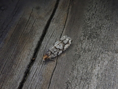 Coenobiodes granitalis