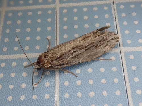 Amorophaga japonica