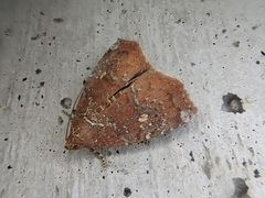 Amyna stellata