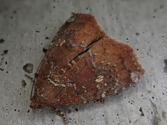 Amyna stellata