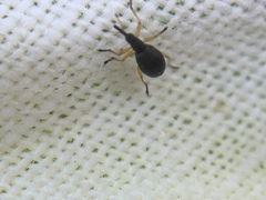 Protapion nigritarse