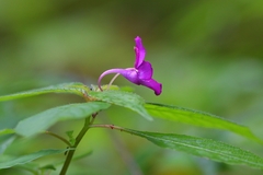 Impatiens santisukii