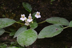 Petrocosmea kerrii