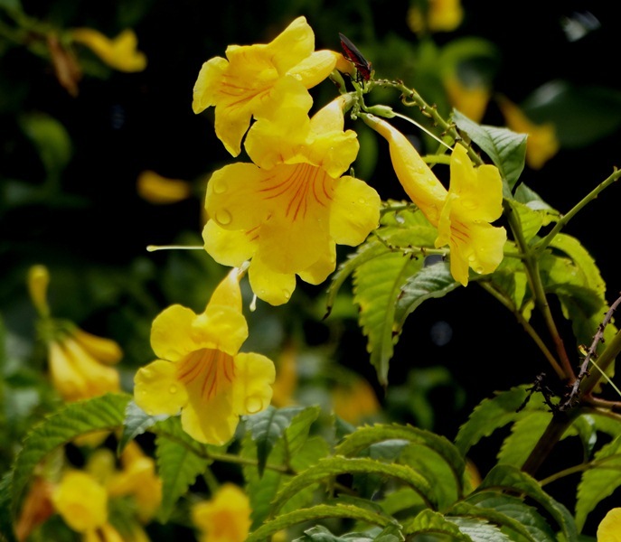 Tecoma stans