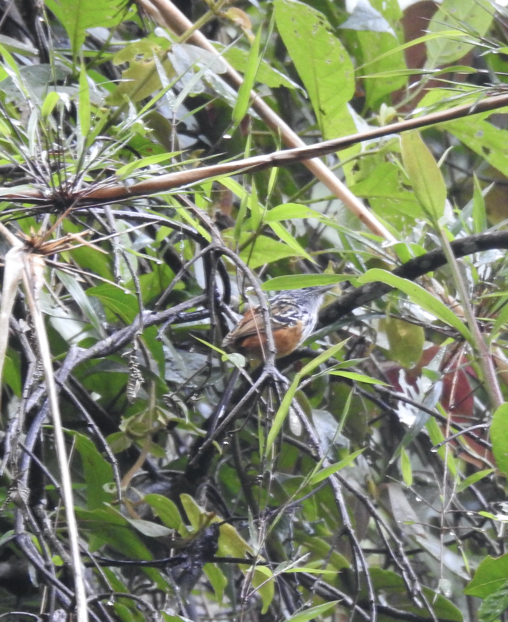 East Andean Antbird (Drymophila caudata), photo 3