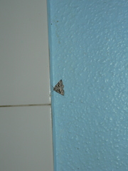 Pseudomaenas bivirgata