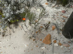 Lampranthus fergusoniae