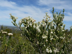 Erica spectabilis