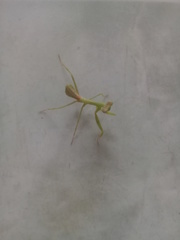 Stagmatoptera femoralis