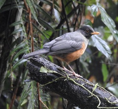 Turdus fulviventris
