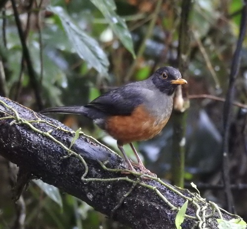 Chestnut-bellied Thrush (Turdus fulviventris), photo 8