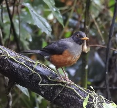 Turdus fulviventris