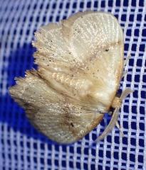 Chrysectropa roseofasciata