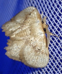 Chrysectropa roseofasciata