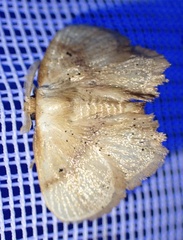 Chrysectropa roseofasciata