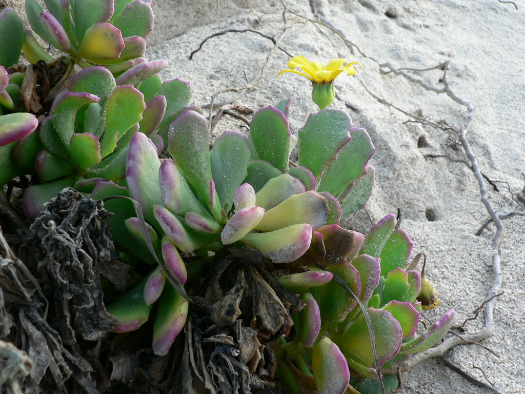 Limestone Babooncabbage