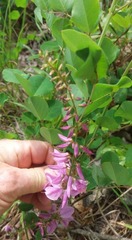 Indigofera kirilowii