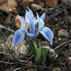 Iris vartanii