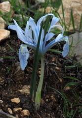 Iris vartanii