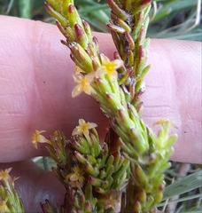 Struthiola parviflora