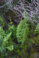 Asplenium adiantum-nigrum solidum