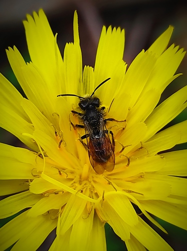 Andrena krausiella
