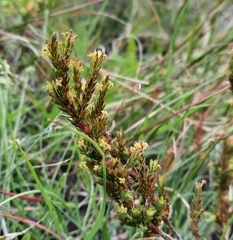 Struthiola parviflora