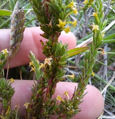 Struthiola parviflora
