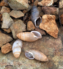 Buliminus labrosus labrosus