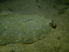 Pseudorhombus jenynsii