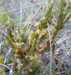 Struthiola parviflora