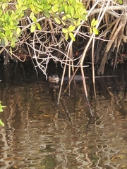 Lontra canadensis